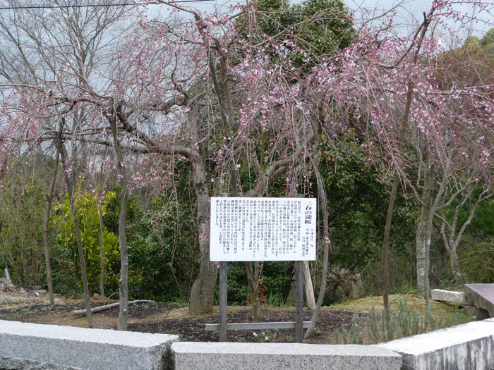 風に揺れる三春の瀧桜（熊野神社）