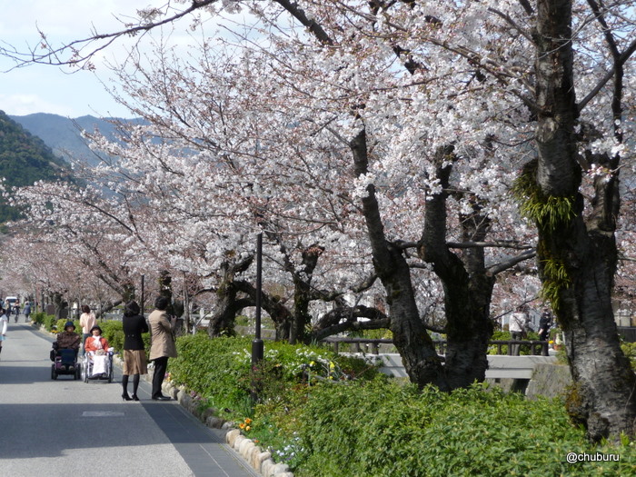 さくらの日その２一の坂川