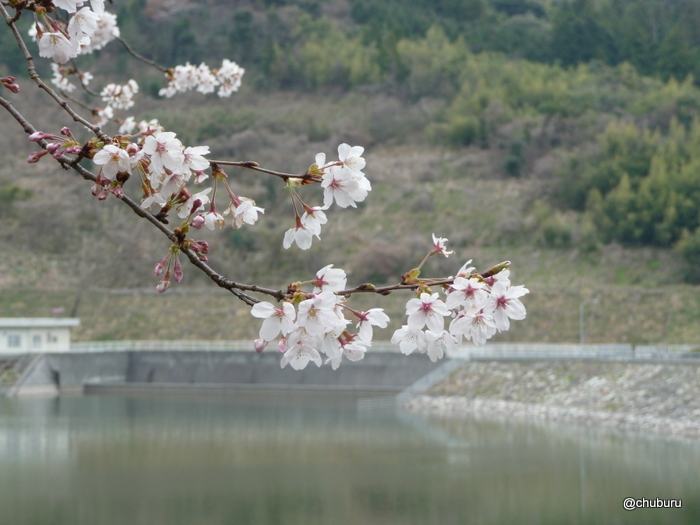 内日ダム周辺の桜