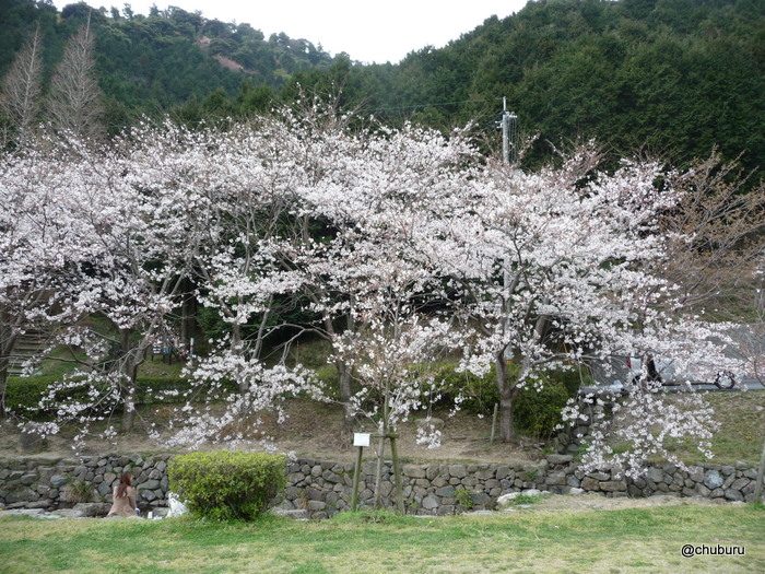 桜咲く深坂自然の森　その２森の家