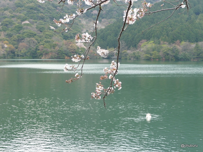 桜咲く深坂自然の森　その１ため池周辺