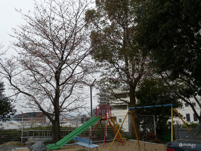 亀山八幡宮のおかめ桜