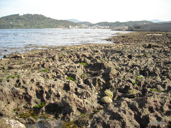 彦島西山の化石層