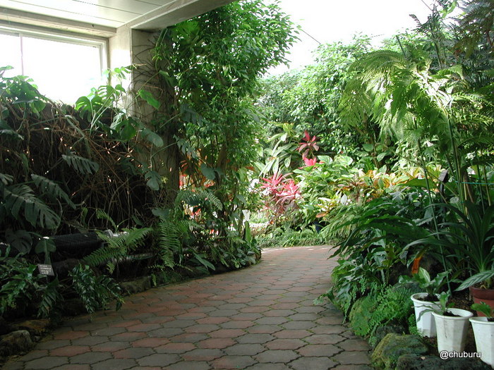 ときわミュージアムの熱帯植物室・サボテン室・ラン室