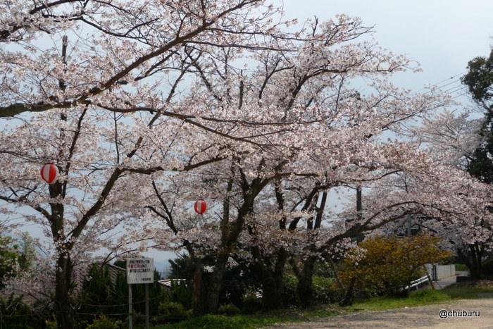 桜咲く栄山公園　ふるさと小郡たずねある記１００選その６２
