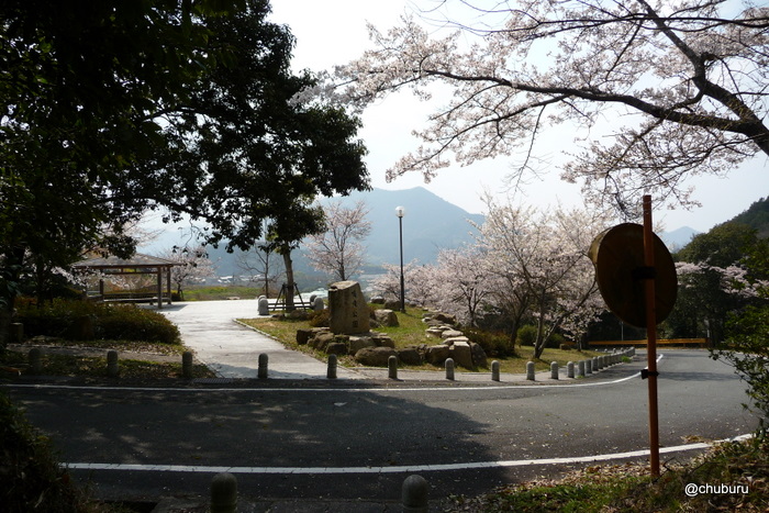 おすすめです。桜の鳴滝公園