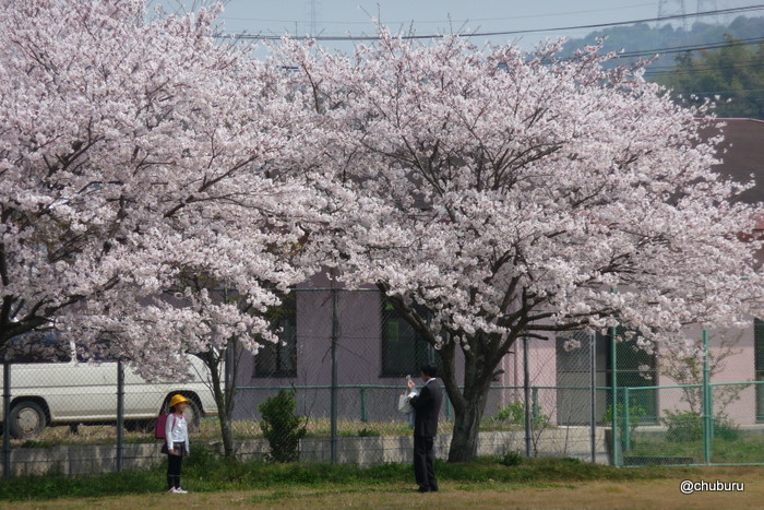 桜の下の記念撮影～有帆運動公園、有帆ホタル川公園