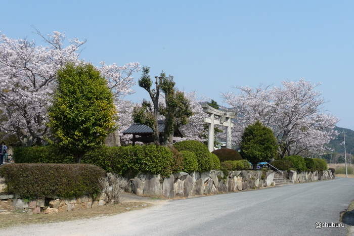 桜の大村神社