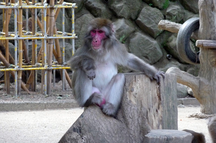 高崎山の猿と福沢諭吉に会う旅　その１別府の高崎山に行ってきました。