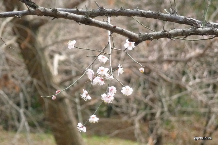 老の山公園で早咲きの梅の花を見てきました。