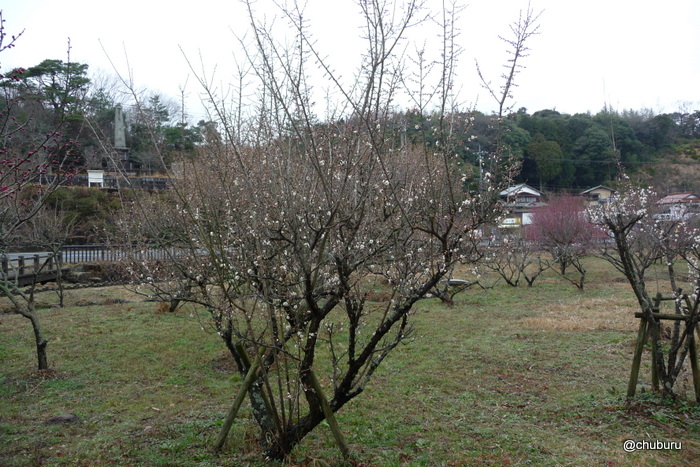 雨の合間に東行庵の梅を見に行きました。