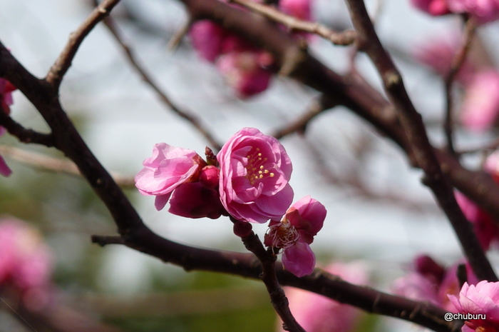糸根地区公園の梅の花を見てきました。