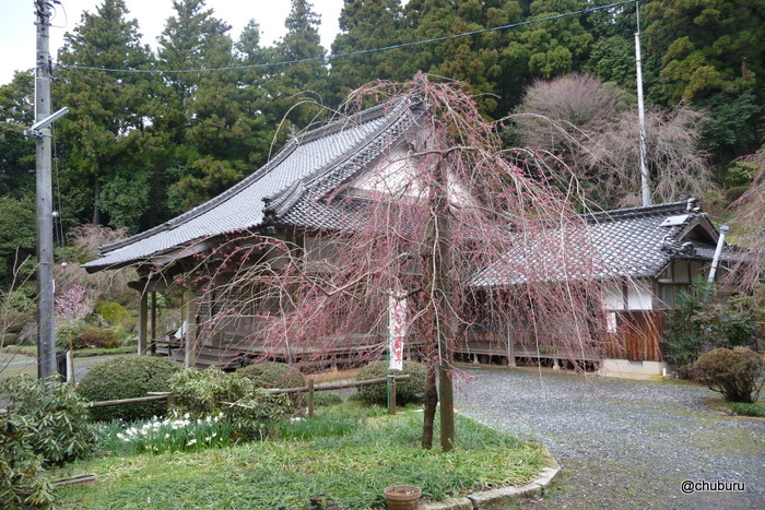 桜　桜山南原寺