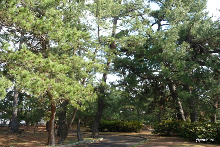 木枯らし吹きすさぶ糸根地区公園に行ってきた。その3