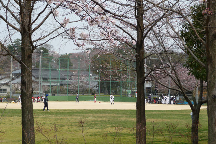 三々五々、桜の須恵健康公園