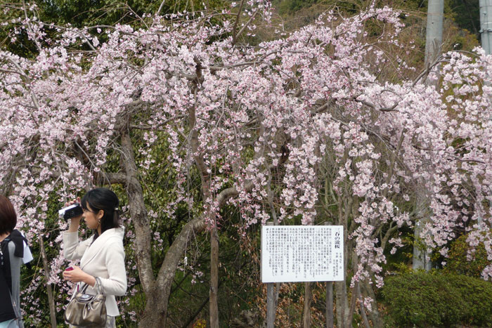 三春の瀧桜を見てきました。（熊野神社）