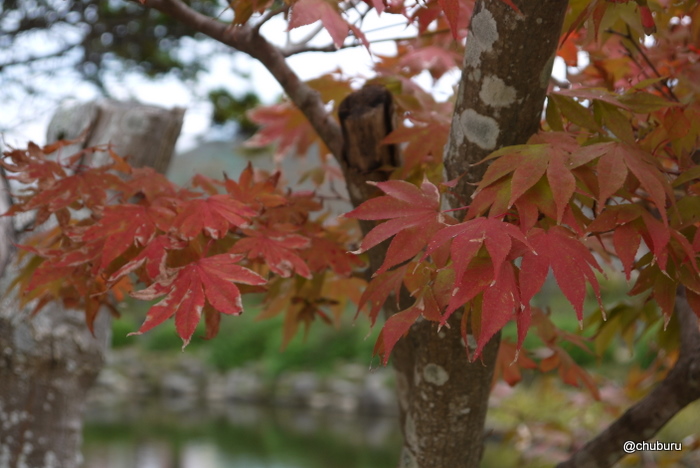 紅葉を見に東行庵へ行ってきました。