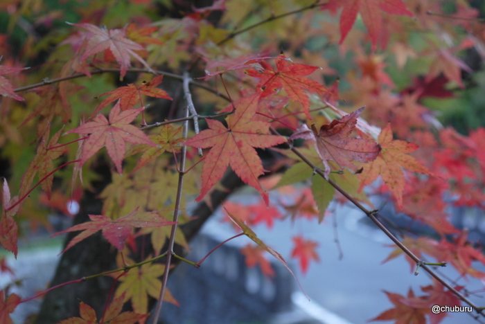 木戸公園の紅葉