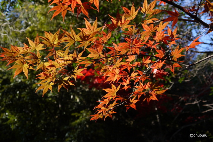 栄山公園へ紅葉を見に行ってきました。