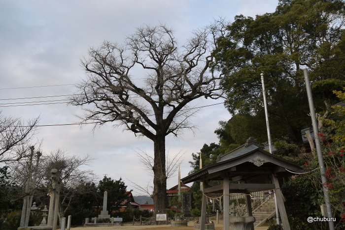 内日神社の銀杏の木