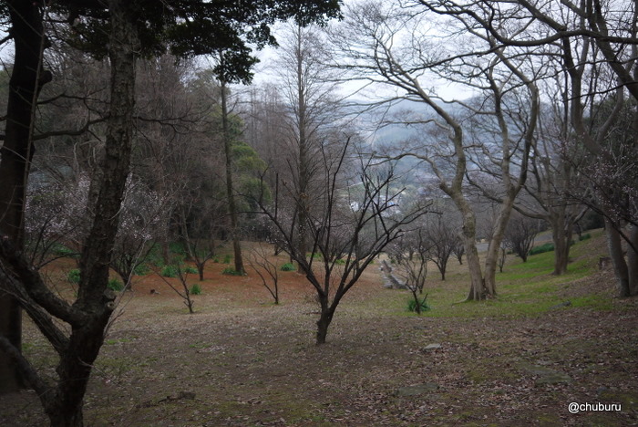 雨の中老の山公園の梅林を見てきた。