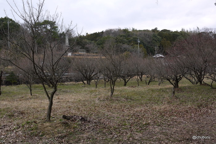 春はまだ遠かった。東行庵の曲水の梅苑。