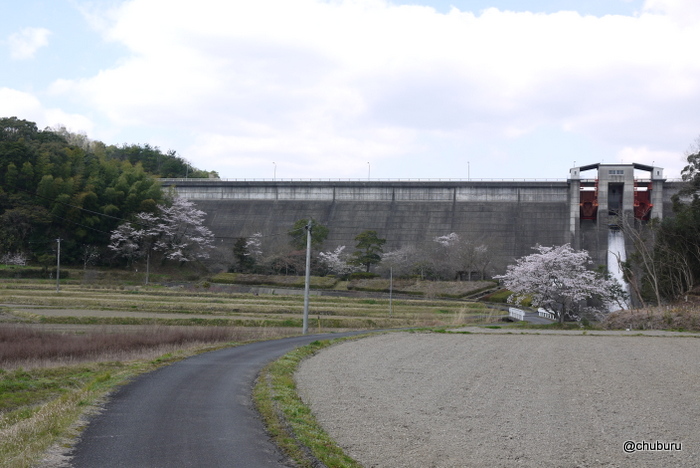 今富ダムの桜を見てきた。