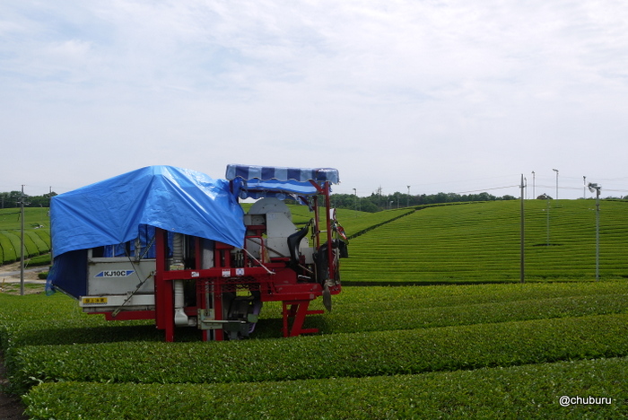 小野の茶畑