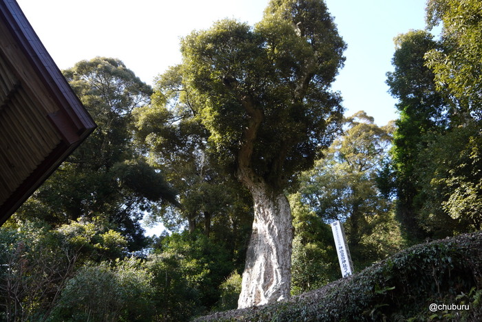 美祢市の神功皇后神社で巨木を見てきた。その２