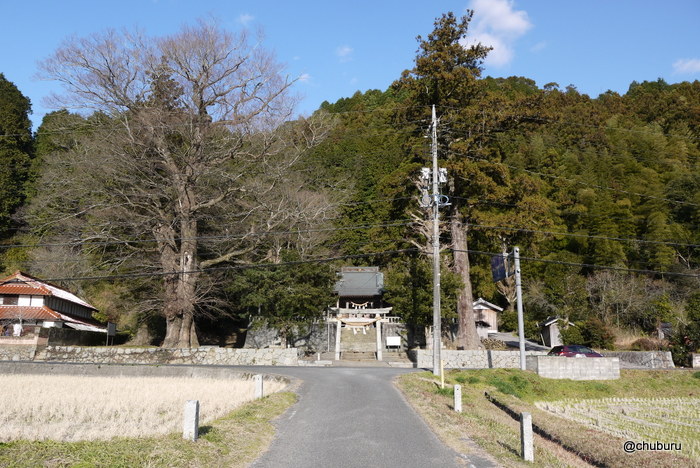 美祢市の原八幡宮で巨木を見てきた。その２ムクノキ