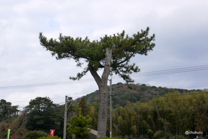 糸根の松原の松を見てきました。