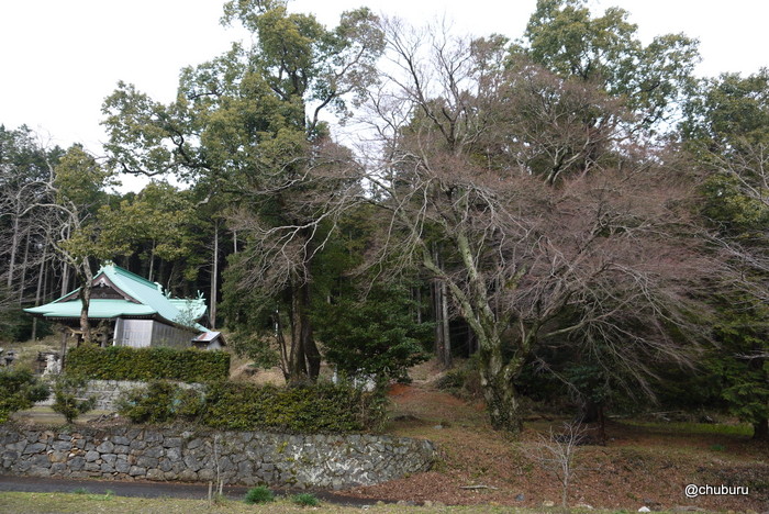 山陽小野田市の加茂神社で巨木を見てきた。その2イロハモミジ