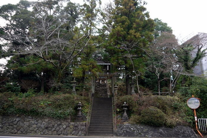 美祢市の厳島神社にある巨木　その１スダジイの樹
