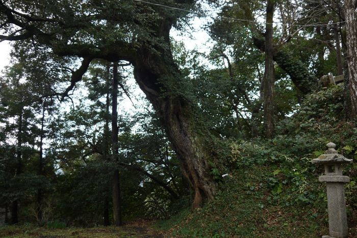 美祢市の厳島神社にある巨木　その2