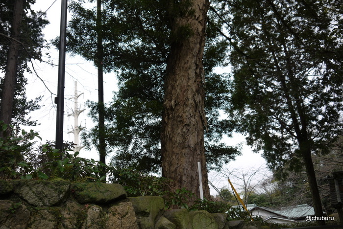 功山寺山門横の大槇をみてきました。山門の修理の募金も受付中だそうです。