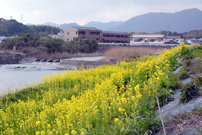 春を告げる神田川の菜の花