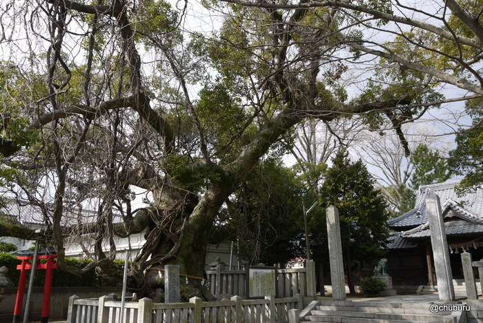 天然記念物　老松神社のクスノキ