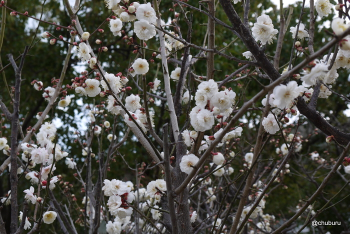 防府天満宮の梅の花を見て来ました。