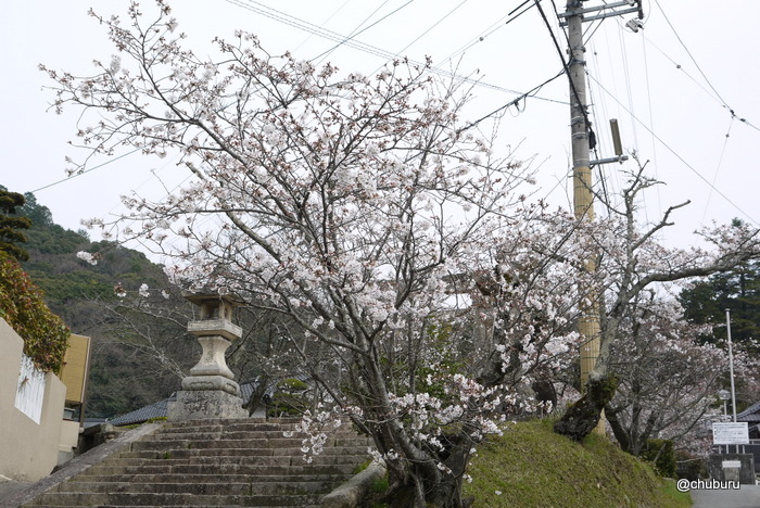 古熊神社の桜をゆっくりと鑑賞してきました。