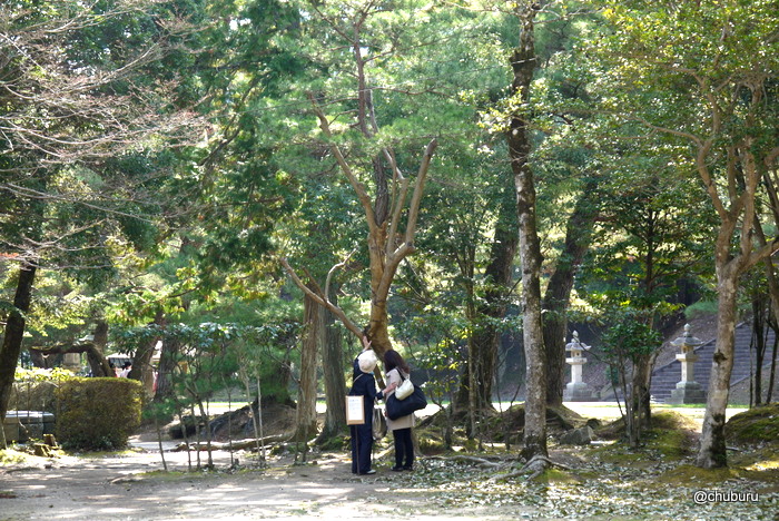 香山公園のすべらないサルスベリの木