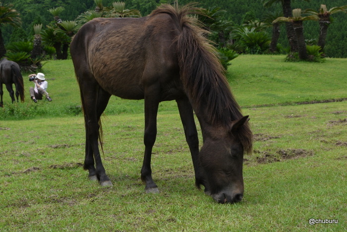 滝と野生の馬あるいはジャカランダを見る旅　その４都井岬で野生の馬を見たよ