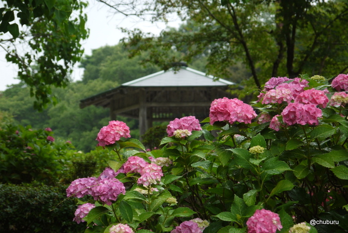 雨に元気な紫陽花たち　その１江汐公園