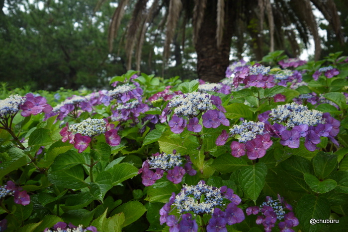 雨に元気な紫陽花たち　その３糸根地区公園