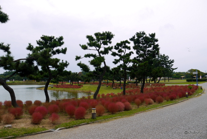 海の中道海浜公園でコスモスを見てきました。その２紅葉したコキア
