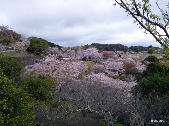 桜とかるかん工場見学の旅　その１鹿児島旅行に行ってきました。