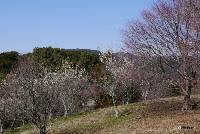福岡県の梅の名所を見てきました。その２山の斜面に沿って梅を鑑賞しました。
