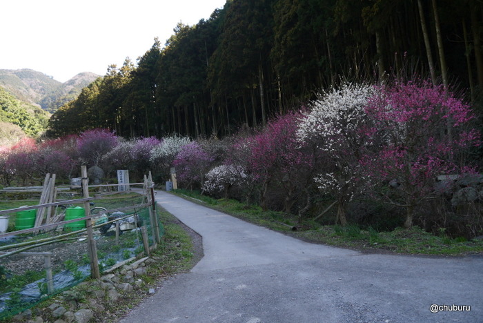 福岡県の梅の名所を見てきました。その３場所がわからなくて迷いながら行った白木谷梅林