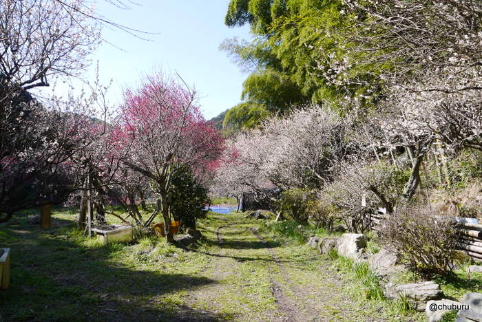 福岡県の梅の名所を見てきましたその４白木谷梅林は感動ものでした。