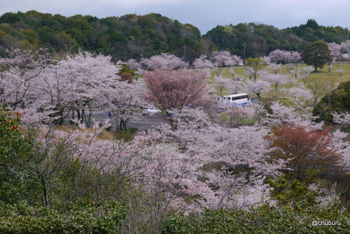 桜とかるかん工場見学の旅　その２桜の丸岡公園