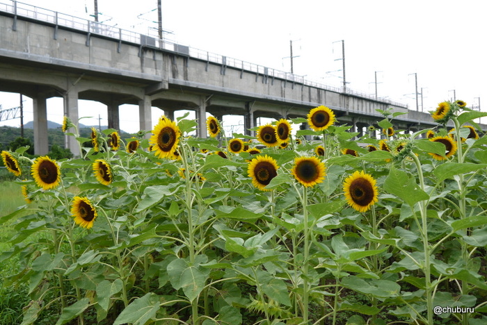 JR厚東駅とひまわりの花